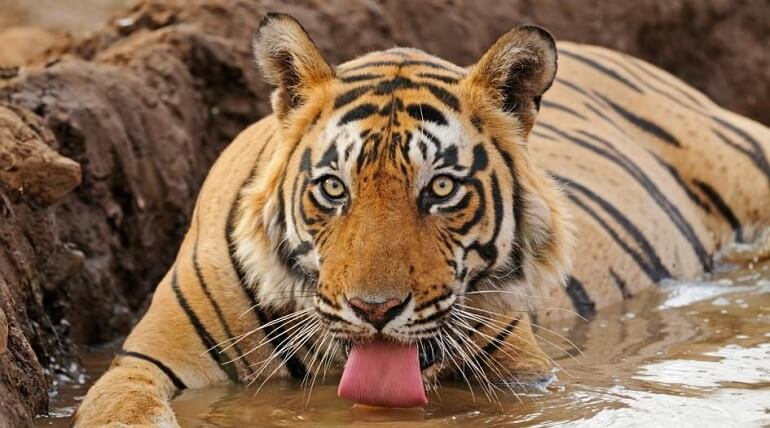 best tiger reserve in india