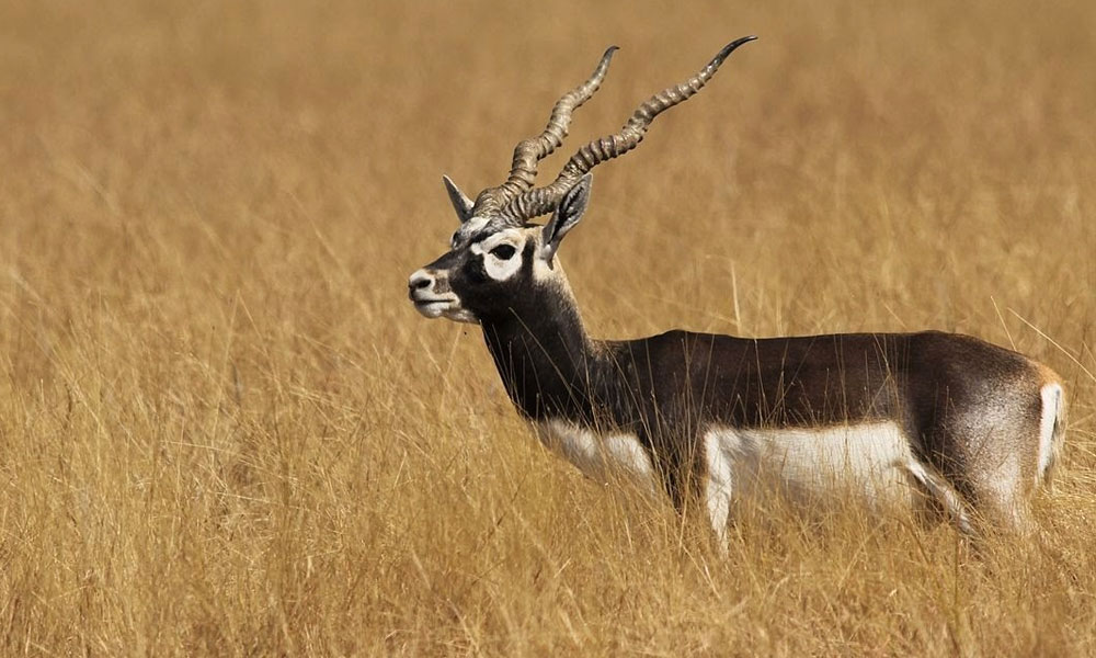 12 Incredible Wildlife Sanctuaries in Rajasthan